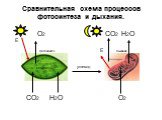 Сравнительная схема процессов фотосинтеза и дыхания. O2 CO2 H2O фотосинтез Е дыхание углевод CO2 H2O O2. Е хлоропласт