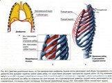 Действие дыхательных мышц: диафрагмы и межреберных