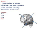 Вопрос: Какой буквой на рисунке обозначена зона коры головного мозга человека, в которой расположен центр слуха? Ответы: 1) а 2) б аааа 3) в 4) г. а б в г