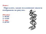 Вопрос: Определите, какая нуклеиновая кислота изображена на рисунке. Ответы: 1) иРНК 2) тРНК 3) ДНК 4) рРНК