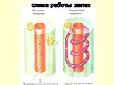 схема работы желез