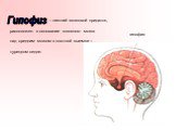 – нижний мозговой придаток, расположен в основании головного мозга над средним мозгом в костной выемке – турецком седле. гипофиз Гипофиз