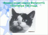Французская кошка Фелисетта 18октября 1963года.