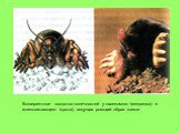 Конвергентное сходство конечностей у насекомого (медведка) и млекопитающего (крота), ведущих роющий образ жизни