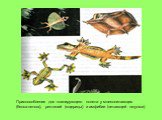 Приспособления для планирующего полета у млекопитающих (белка-летяга), рептилий (ящерицы) и амфибии (летающей лягушки)