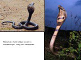 Ядовитая змея кобра встает в специальную позу для нападения.