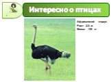 Интересно о птицах. Африканский страус Рост- 2,5 м Масса- 135 кг