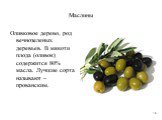 Маслины. Оливковое дерево, род вечнозеленых деревьев. В мякоти плода (оливок) содержится 80% масла. Лучшие сорта называют – прованским.