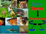 Царство Животные Зоология зоон- логос- "животные" "учение"