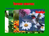 Значение животных. Опылители: Пчелы Жуки Шмели Бабочки Колибри