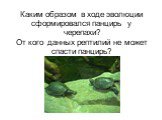 Каким образом в ходе эволюции сформировался панцирь у черепахи? От кого данных рептилий не может спасти панцирь?