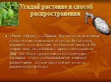 Угадай растение и способ распространения. « Растет в Крыму и на Кавказе. Его колючие, зеленоватые плоды похожи на маленькие огурчики. Когда плоды созревают, в них возникает колоссальное давление. Не повезет тому, кто потревожит заросли этого растения. Даже при легком прикосновении от плодоножки отры