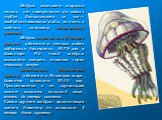 Медузы населяют морские толщи от поверхности до самых глубин, большинство из них—свободноплавающие виды, но есть и сидячие, например халиклистус ушастый. Медуза морская оса (Chinorex phleceri) обитает в теплых водах побережья Австралии, 45-75 мм в диаметре. Яд этой медузы вызывает смерть человека че