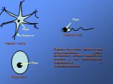 Отростки Нервная клетка Яйцеклетка Сперматозоид. Помимо этих клеток имеются еще интерстециальные клетки (вставочные), которые находятся в мезоглее и при необходимости превращаются в специализированные.