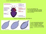 Схема строения сердца земноводных. Два круга кровообращения и трехкамерное сердце. Из-за разного участия кожного дыхания соотношение в нем артериальной и венозной крови может меняться. СХЕМА СТРОЕНИЯ ЛЕГКИХ У ЗЕМНОВОДНЫХ. Усложнение внутренней структуры легкого увеличивает поверхность контакта с воз