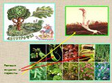 Растения хищники и паразиты