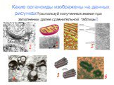 : Какие органоиды изображены на данных рисунках?(используй полученные знания при заполнении далее сравнительной таблицы). 1 2 3 4 6 5