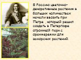 В Россию цветочно-декоративные растения в больших количествах начали ввозить при Петре , который решил создать в Петергофе огромный парк с оранжереями для заморских растений.