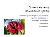 Проект на тему Комнатные цветы. В своей презентации я расскажу о цветке «Антуриум » Ученицы 7В класса Томилиной Елизаветы