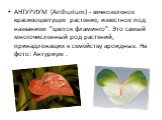 АНТУРИУМ (Anthurium) - вечнозеленое красивоцветущее растение, известное под названием "цветок фламинго". Это самый многочисленный род растений, принадлежащих к семейству ароидных. На фото: Антуриум .