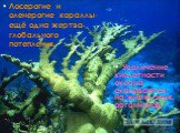 Лосерогие и оленерогие кораллы– ещё одна жертва глобального потепления. Увеличение кислотности океана сказывается на жизни этих организмов.