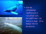 Китов, например горбатый и голубой кит, истребляют на мясо и жир. Эти виды почти исчезли.