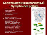 Болотоцветник щитолистный - Nymphoides peltata. Растения.  Подтип: Покрытосеменные (Цветковые).    Семейство: Вахтовые - Menyanthaceae. Краткое описание Водное растение с ползучим корневищем, стеблем, протягивающимся от корневища до поверхности воды, и плавающими по поверхности воды округлыми листья