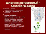 Шлемник приземистый - Scutellaria supina. Растения.  Подтип: Покрытосеменные (Цветковые).    Семейство: Губоцветные - Lamiaceae. Краткое описание Стебли приподнимающиеся, внизу одревесневающие, 10 - 45 см высотой, опушенные короткими прижатыми и более длинными отстоящими волосками. Листья овальные, 