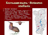 Большая выпь - Botaurus stellaris. Краткое описание Похожа на цаплю, но более коренастая и коротконогая. Длина тела 70 - 80 см, размах крыльев 120 - 140 см. Окраска: чередование пестрин от белого и бледно-охристого до коричневого и черного оттенков. На глаза появляется крайне редко. Летает с большой