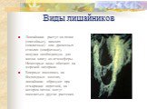 Виды лишайников. Лишайники растут на почве (эпигейные), камнях (эпилитные) или древесных стволах (эпифитные), получая необходимую для жизни влагу из атмосферы. Некоторые виды обитают на морской литорали. Впеpвые поселяясь на бесплодных местах, лишайники обpазуют пpи отмиpании пеpегной, на котоpом по