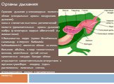 Органы дыхания Органом дыхания у земноводных являются: лёгкие (специальные органы воздушного дыхания); кожа и слизистая выстилка ротоглоточной полости (дополнительные органы дыхания); жабры (у некоторых водных обитателей и у головастиков). У большинства видов (кроме безлёгочных саламандр и лягушек B