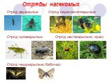 Отряды насекомых. Отряд двукрылые Отряд перепончатокрылые Отряд прямокрылые Отряд жесткокрылые( жуки) Отряд чешуекрылые( бабочки)