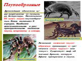 Паукообразные. Древнейшие обитатели су-ши встречаются от пустынь до Антарктиды. Насчитывают 60 тысяч видов паукообраз-ных. Класс включает 9 отрядов. Наиболее многочисленными и рас-пространенными являются пауки, скорпионы и клещи. Паук-птицеед Пылевой клещ Черный скорпион. Латинское название пауко-об