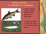 Ценные рыбы из семейства карповых. Рыбец ценная промысловая рыба Азово-Донского бассейна. Шемая занесена в Красную книгу. Это очень ценная рыба.