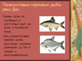 Промысловые карповые рыбы реки Дон. Тарань одна из любимых и доступных рыб на Дону и Азовском море. Лещ промысловая, мирная рыба. Достигает крупных размеров до 5кг в озерах и водохранилищах.