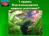 1 группа Как называются водные растения?