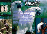 Какаду. Какаду считаются самыми красивыми попугаями, живущими в Австралии. Окрашенные в чисто белый цвет, с подвижным ярким хохлом на голове. Какаду не обладает способностью говорить много слов, хотя и среди них попадаются способные птицы; Однако они легко выучиваются произносить около десятков слов