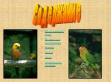 Содержание птиц Волнистые попугайчики Нимфа Лори Ара Говорящие попугаи. Содержание