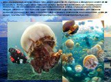Это гигантские медузы Номур. Они могут вырасти до 2 метров в диаметре и весят до 200 кг каждый. Хотя укусы этой большой медузы являются болезненными, они обычно не токсичны На сегодняшний день существует только восемь случаев смерти от жала Номура. Однако их все большее число становится серьезной пр