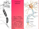 1 – ядро, 2 – ядрышко, 3 – дендрит, 4 – тигроид, 5 – пресинапс, 6 – ножка астроцита, 7 – АГ, 8 – м.х., 9 – нейрофибриллы, 10 – аксон, 11 – миелино-вая оболочка, 12 – пере- хват Ранвье, 13 – ядро шванновской клетки, 14 – синапс, 15 – мышечное волокно. Строение нейрона