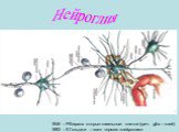 Нейроглия. 1846 – Р.Вирхов открыл глиальные клетки (греч. glia – клей) 1883 – К.Гольджи – ввел термин «нейроглия»