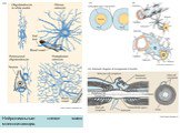 Нейроглиальные клетки мозга млекопитающих.