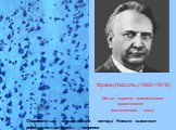 Франц Ниссль (1860-1919) Метод окраски анилиновыми красителями (метиленовая синь). Современные модификации метода Ниссля выявляют рибонуклеопротеиды нейронов