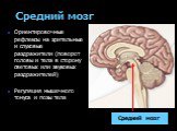 Ориентировочные рефлексы на зрительные и слуховые раздражители (поворот головы и тела в сторону световых или звуковых раздражителей) Регуляция мышечного тонуса и позы тела
