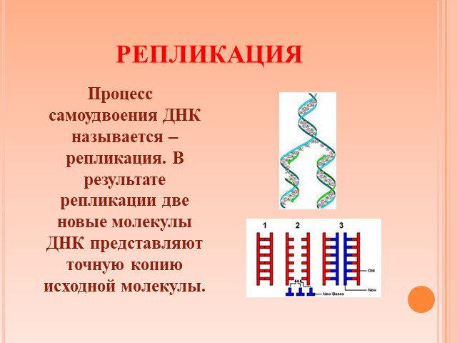 Другое название днк. Репликация самоудвоение ДНК. Репликкция само усвоение ДНК. Самоудвоение молекулы ДНК. Процесс самоудвоения ДНК.