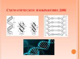Схематическое изображение ДНК