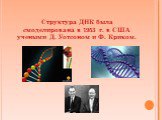 Структура ДНК была смоделирована в 1953 г. в США учеными Д. Уотсоном и Ф. Криком.