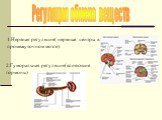 Регуляция обмена веществ. 1.Нервная регуляция( нервные центры в промежуточном мозге). 2.Гуморальная регуляция(влияющие гормоны)