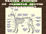 Строение скелета млекопитающих. Каковы отличия от скелетов других позвоночных?