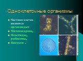 Одноклеточные организмы. Частями клетки являются органоиды: Митохондрии, Пластиды, рибосомы, Вакуоли .